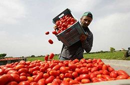 Immigrato che raccoglie pomodori.jpg